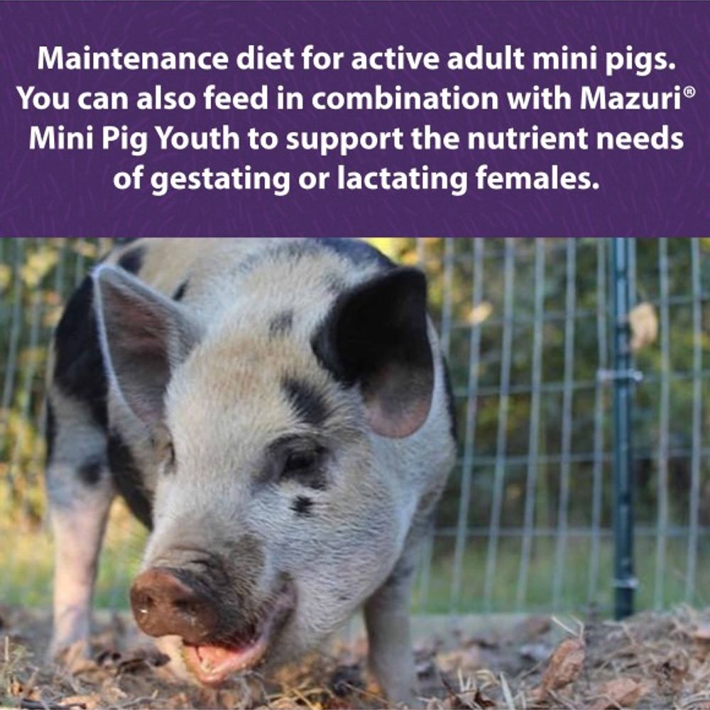 Mazuri, Mini Pig Active Adult, 25 lb