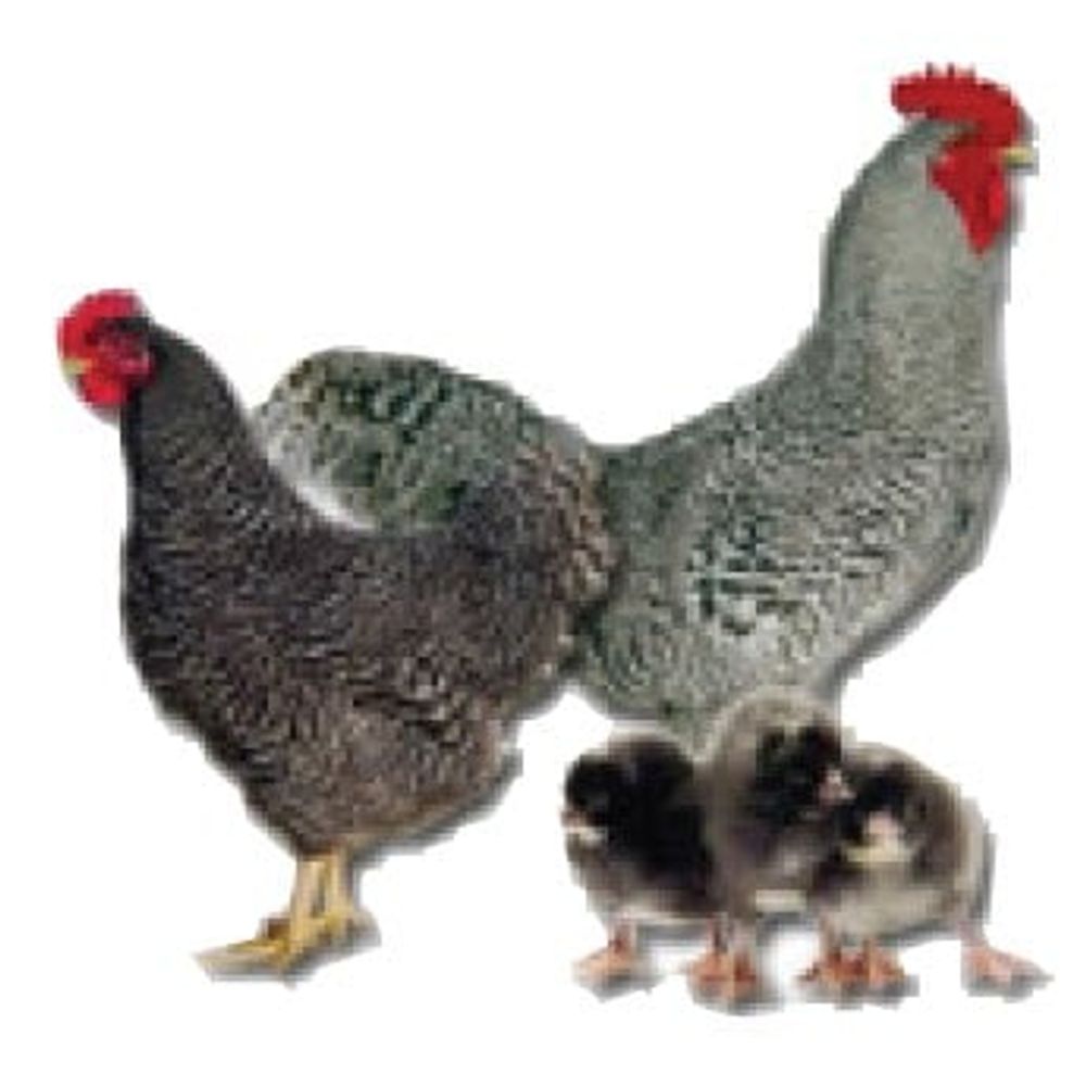 Barred Rock Pullet