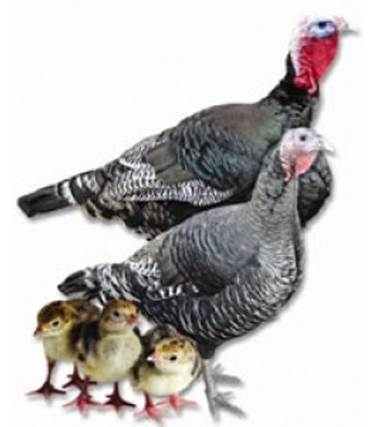 Broad Breasted Bronze Turkey Straight Run | Wilco