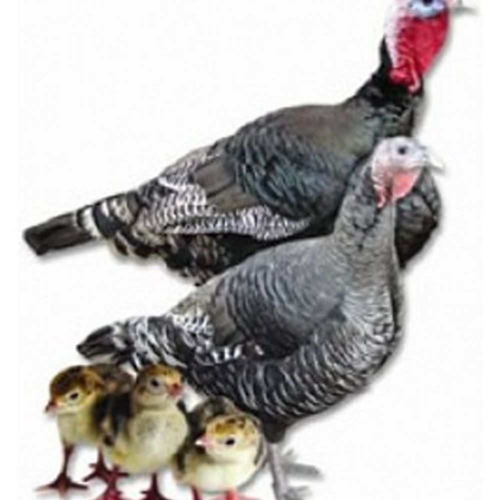 Broad Breasted Bronze Turkey Straight Run