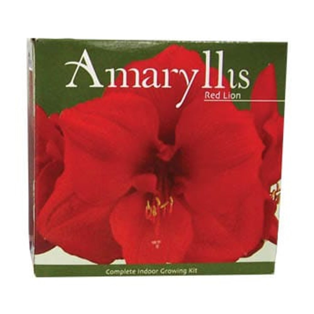 Red Lion Amaryllis Bulbs