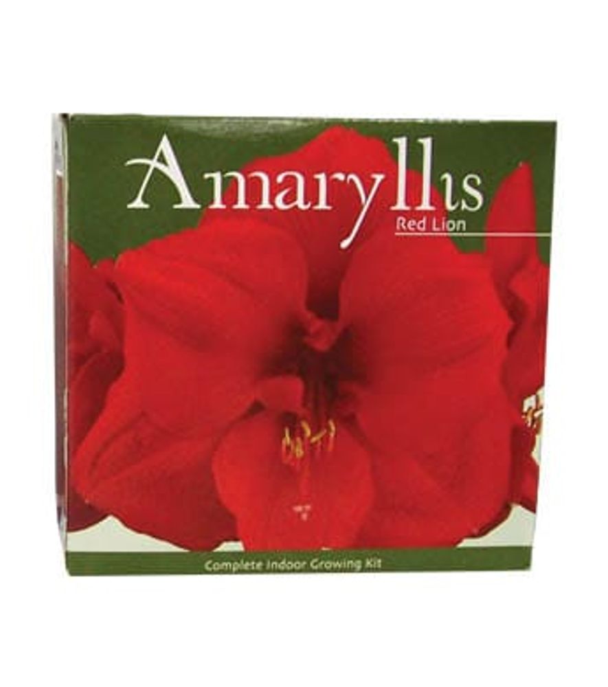 Red Lion Amaryllis Bulbs