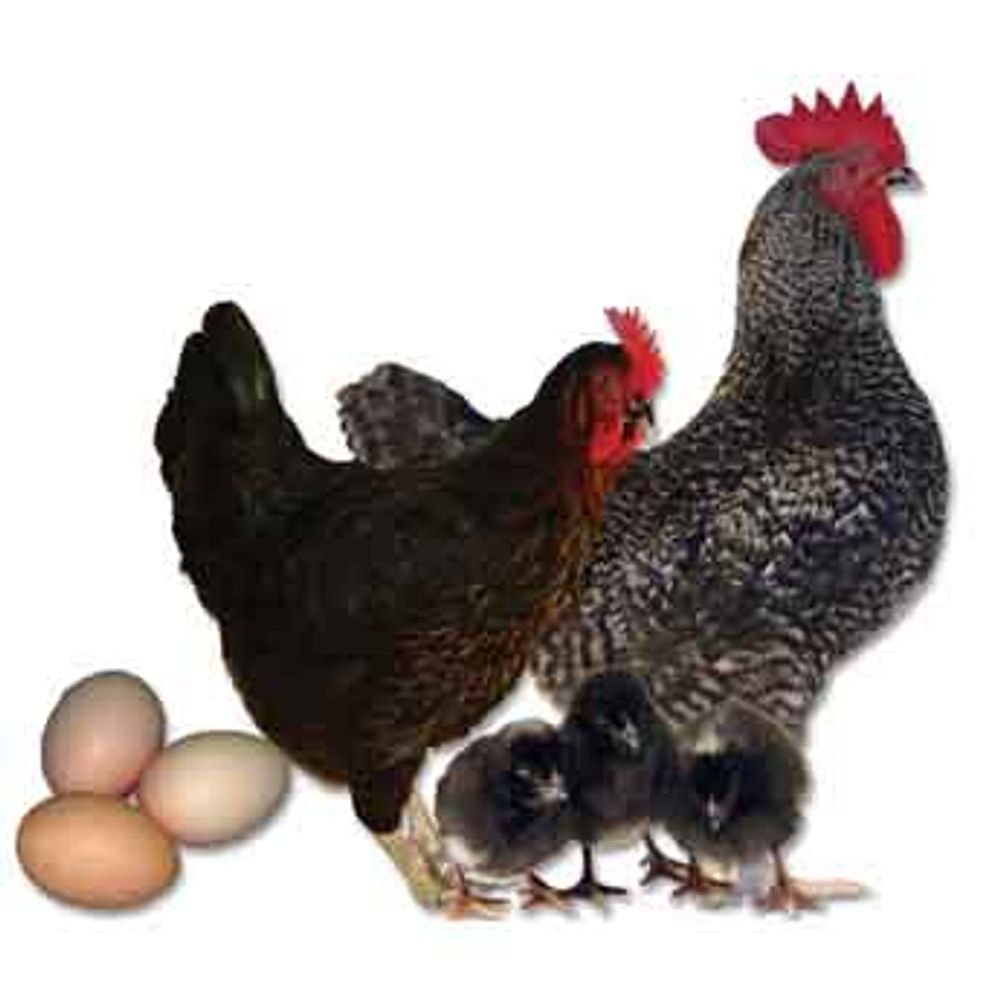 Black Sex Link Pullet