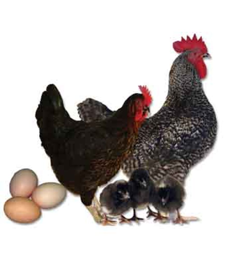 Black Sex Link Pullet