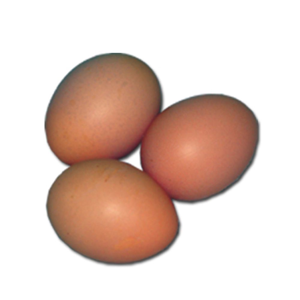 Blue Australorp Pullet