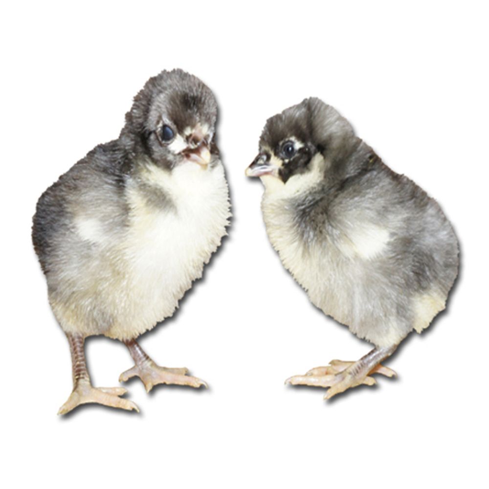 Blue Australorp Pullet