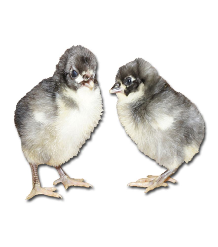 Blue Australorp Pullet