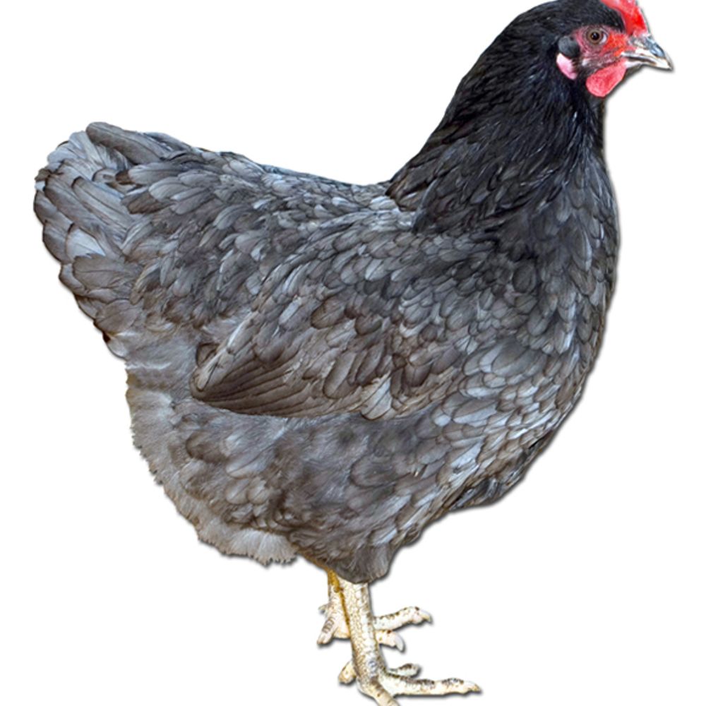 Blue Australorp Pullet