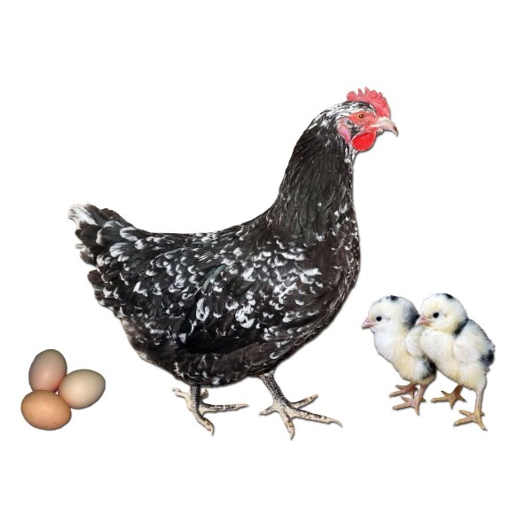 Mottled Java Pullet