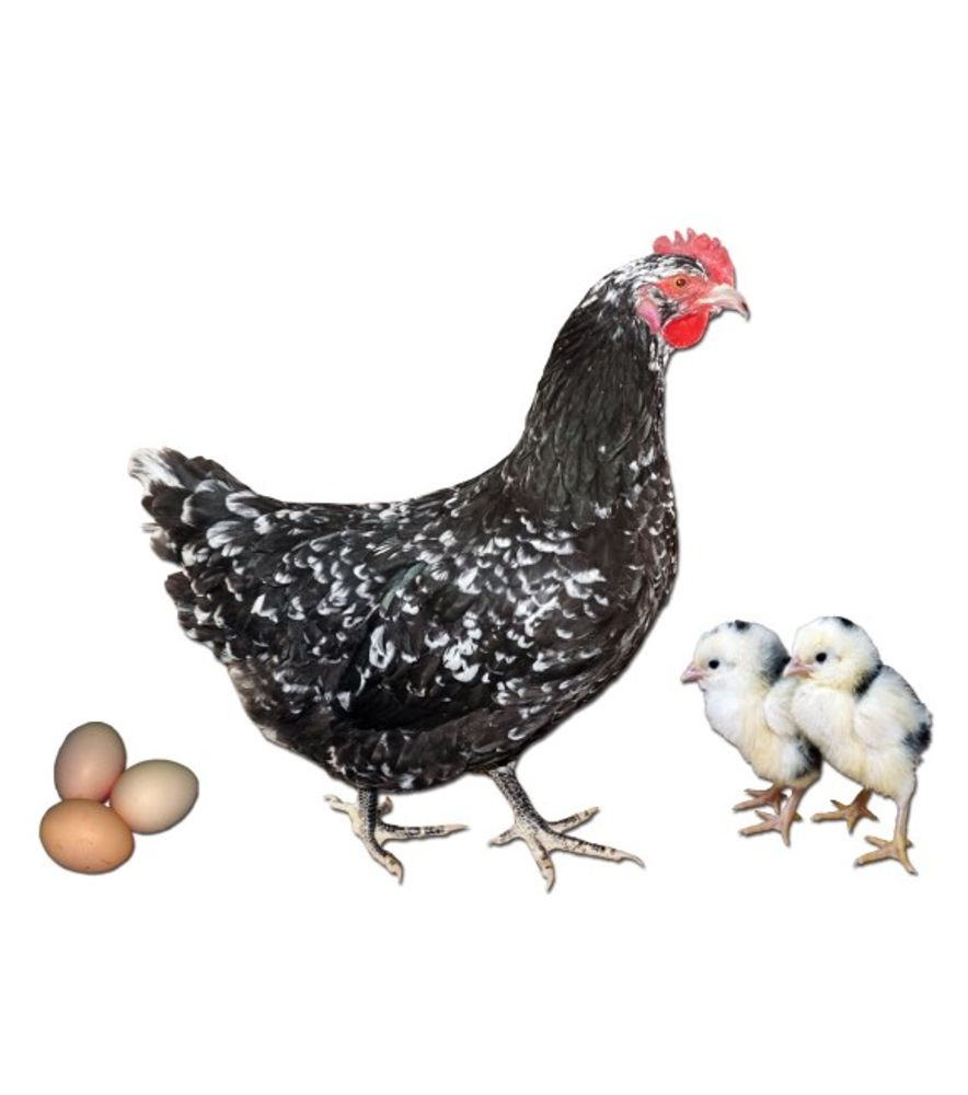 Mottled Java Pullet