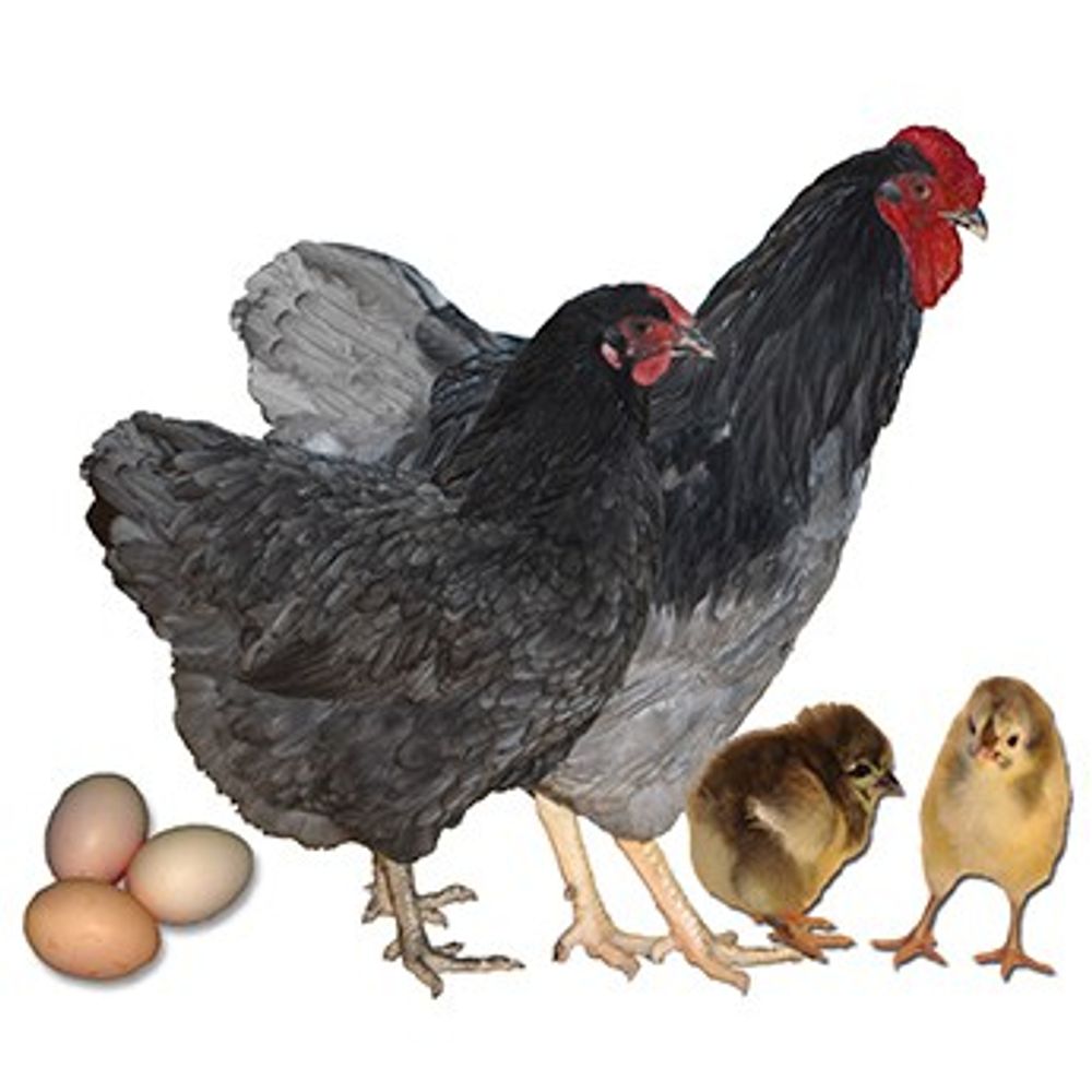 Blue Wyandotte Pullet
