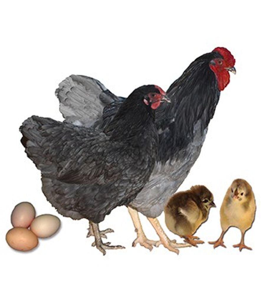 Blue Wyandotte Pullet