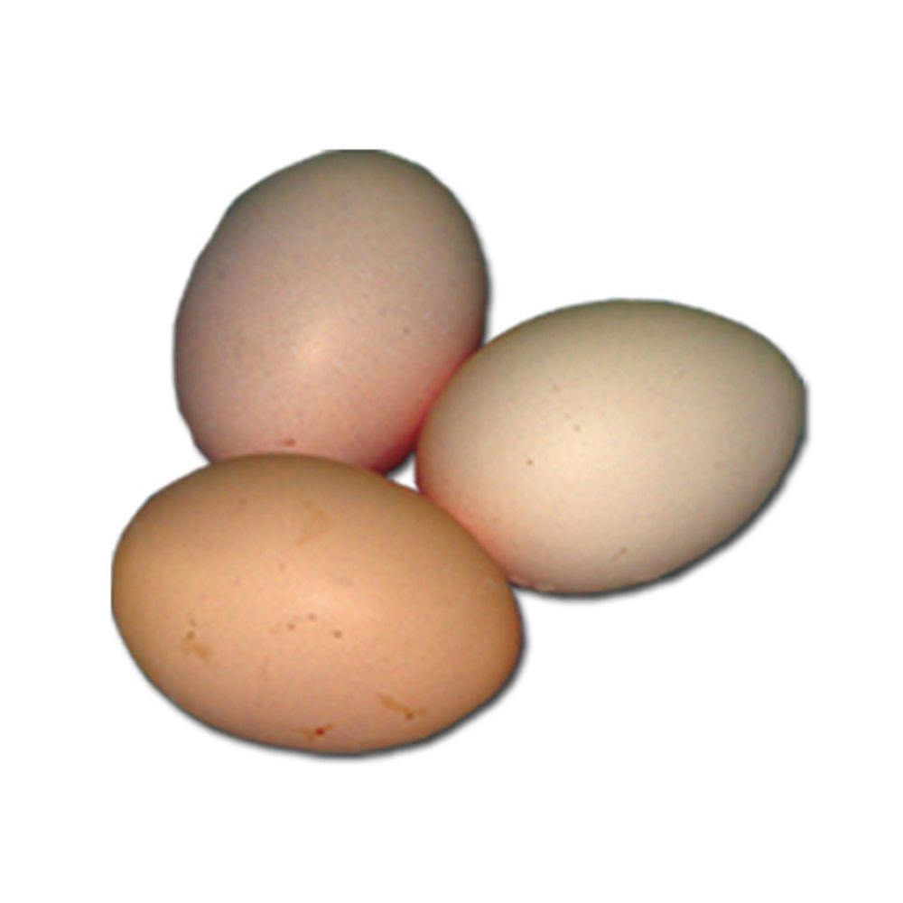 Blue Wyandotte Pullet
