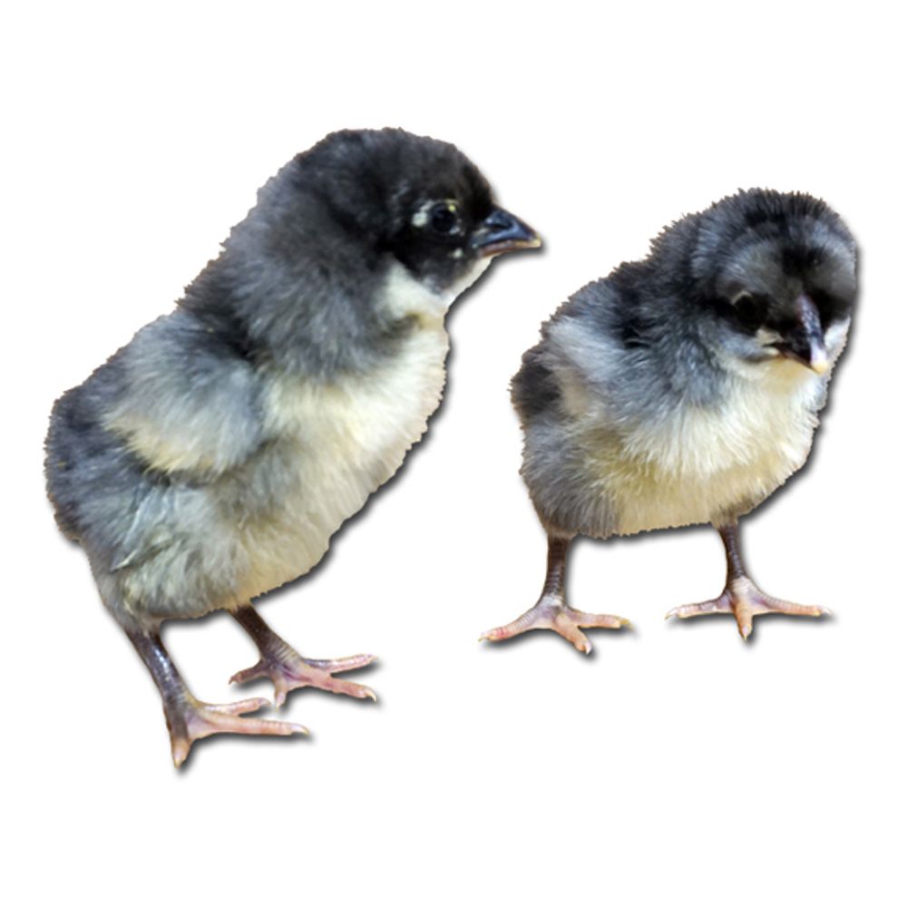 Blue Wyandotte Pullet