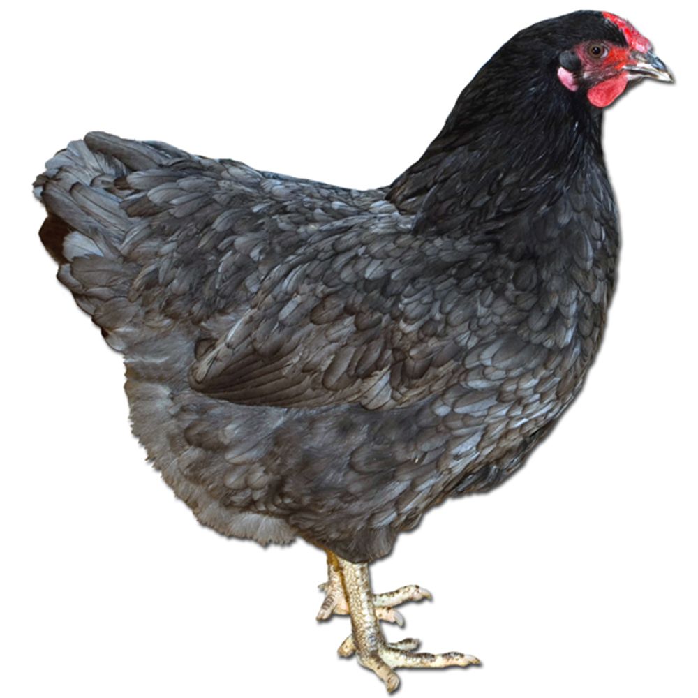 Blue Wyandotte Pullet