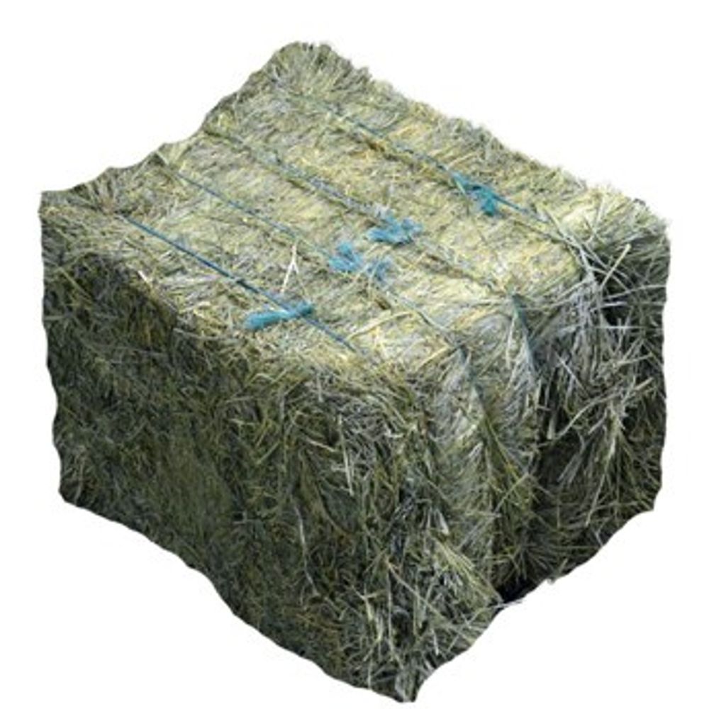 Compressed Orchard Grass Hay Bale 