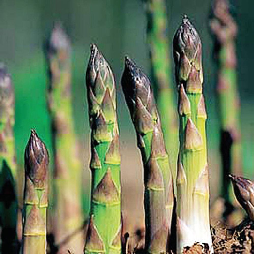 Asparagus Root Bundle