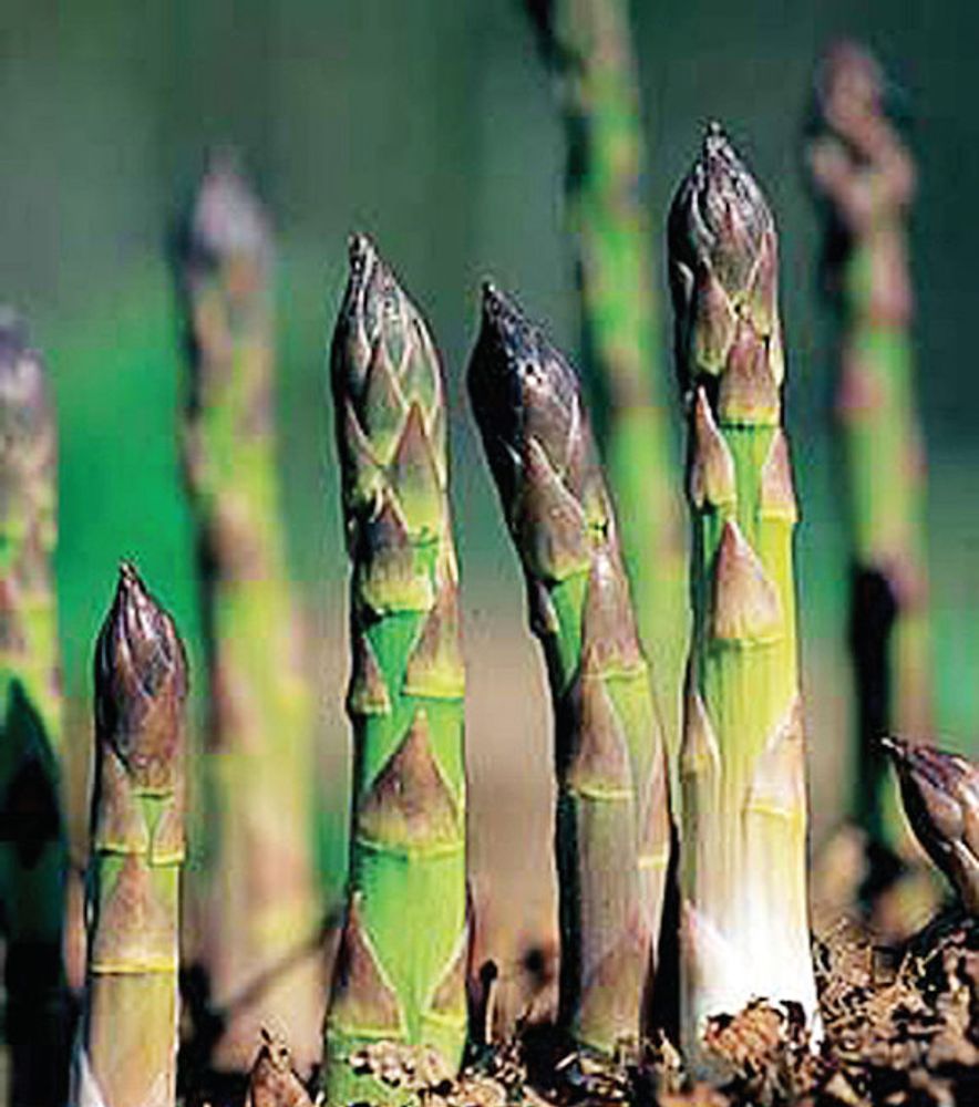 Asparagus Root Bundle