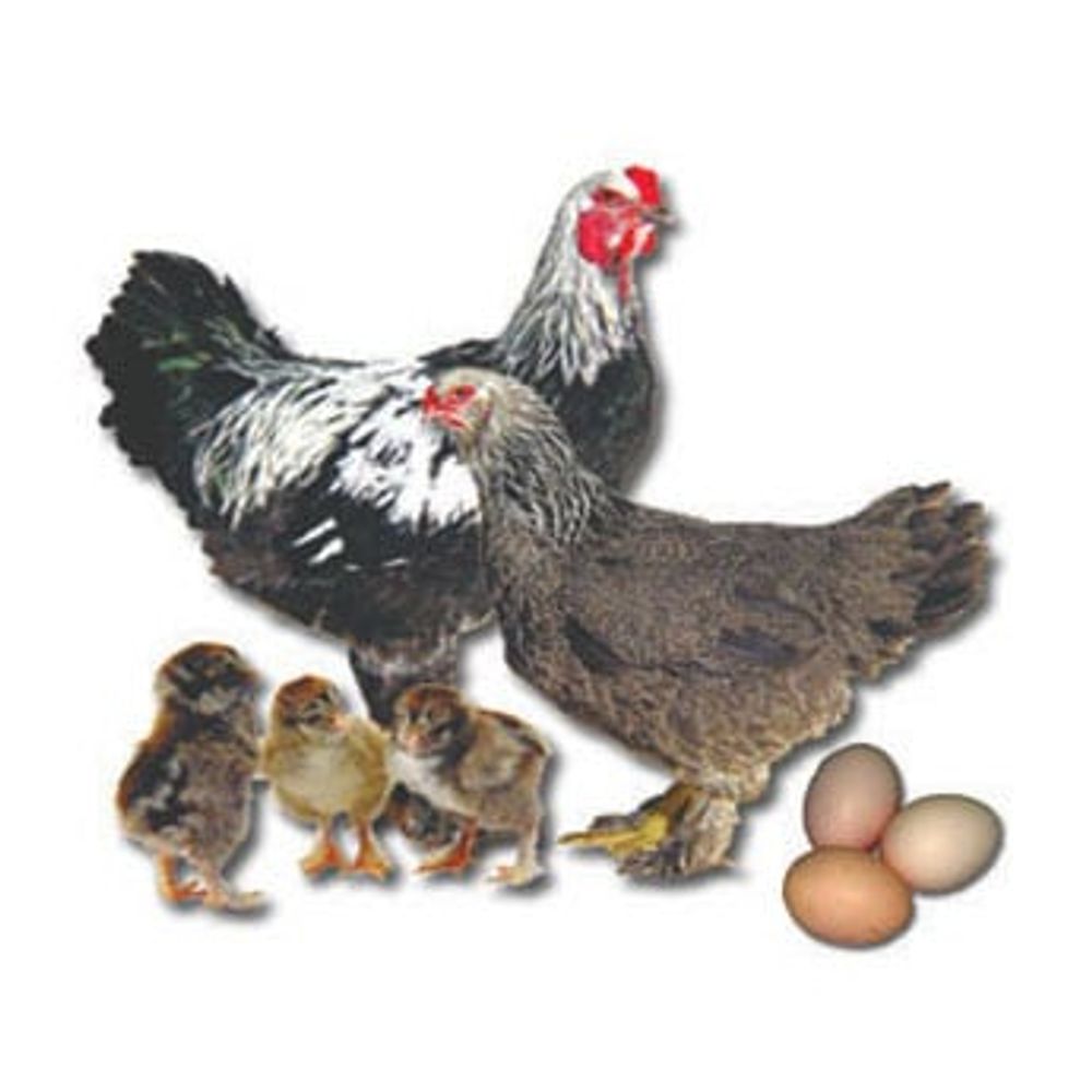 Dark Buff Brahma Pullet