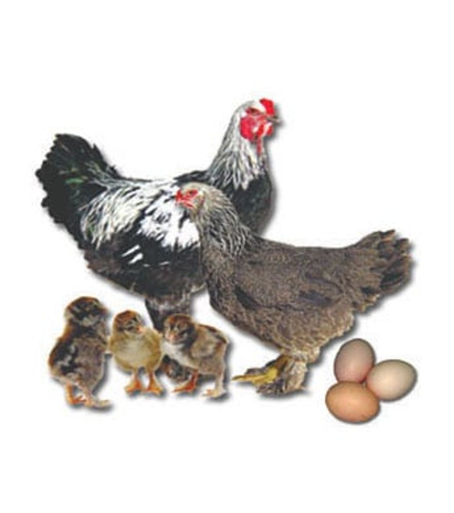 Dark Buff Brahma Pullet