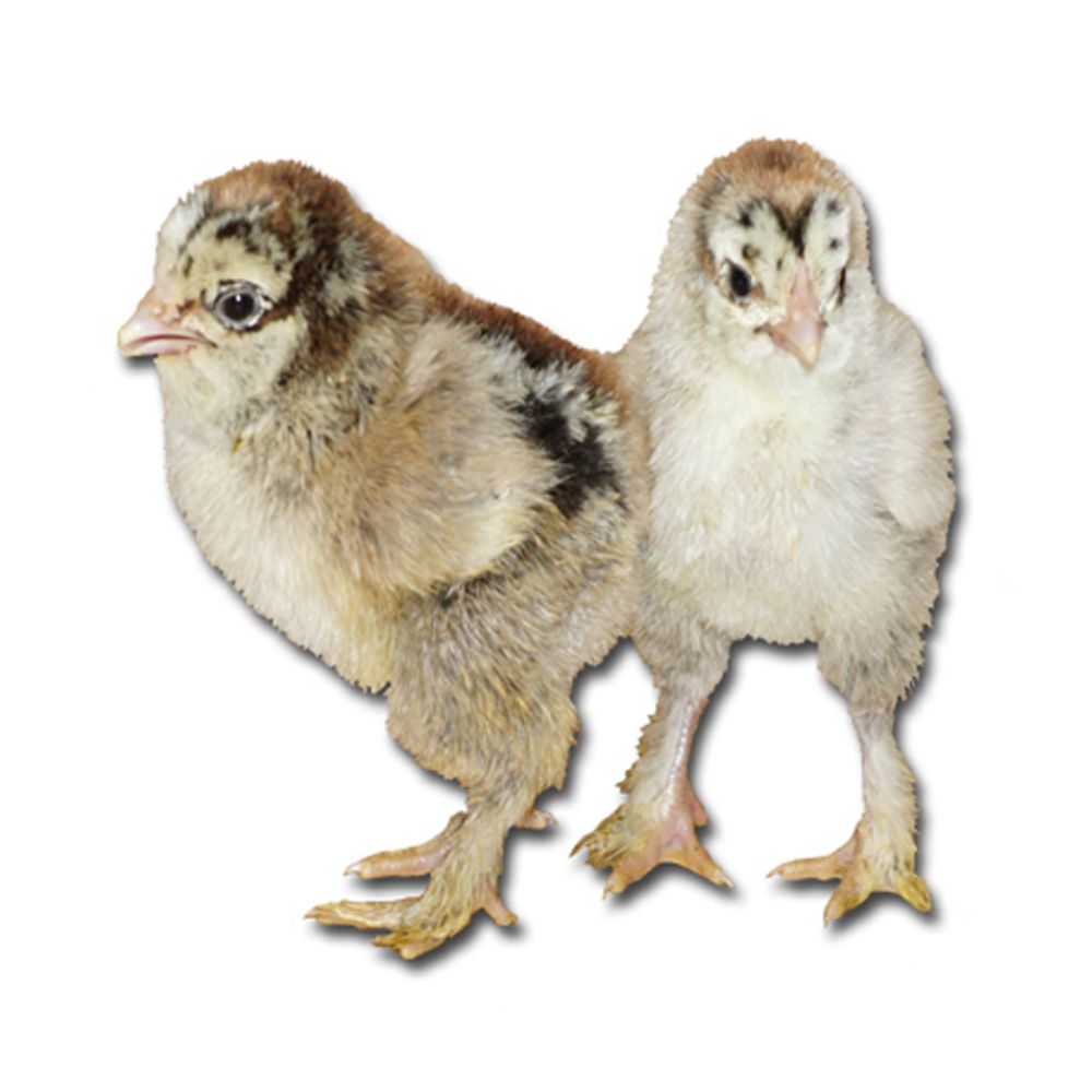 Dark Buff Brahma Pullet