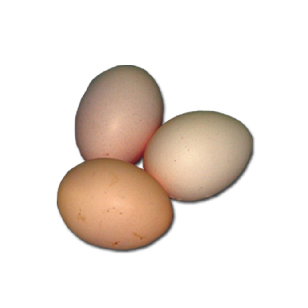 Dark Buff Brahma Pullet