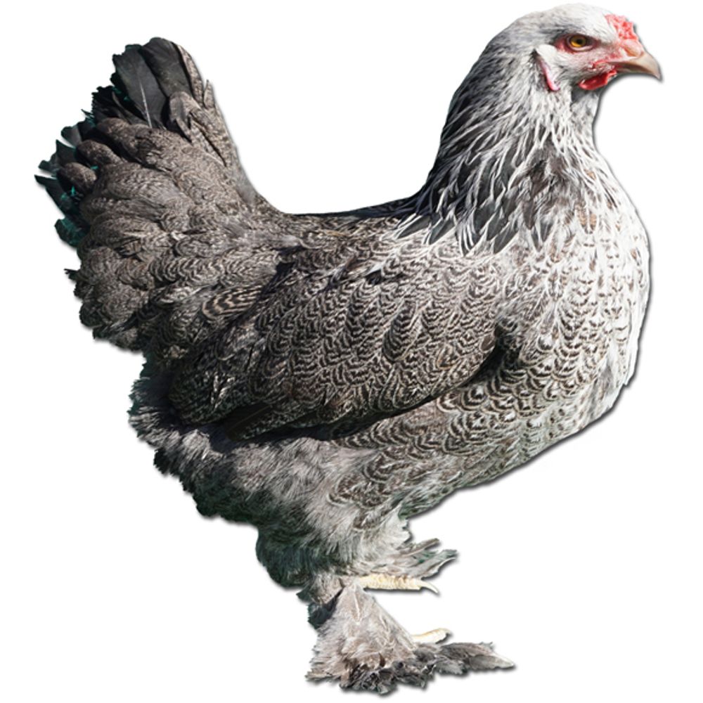Dark Buff Brahma Pullet