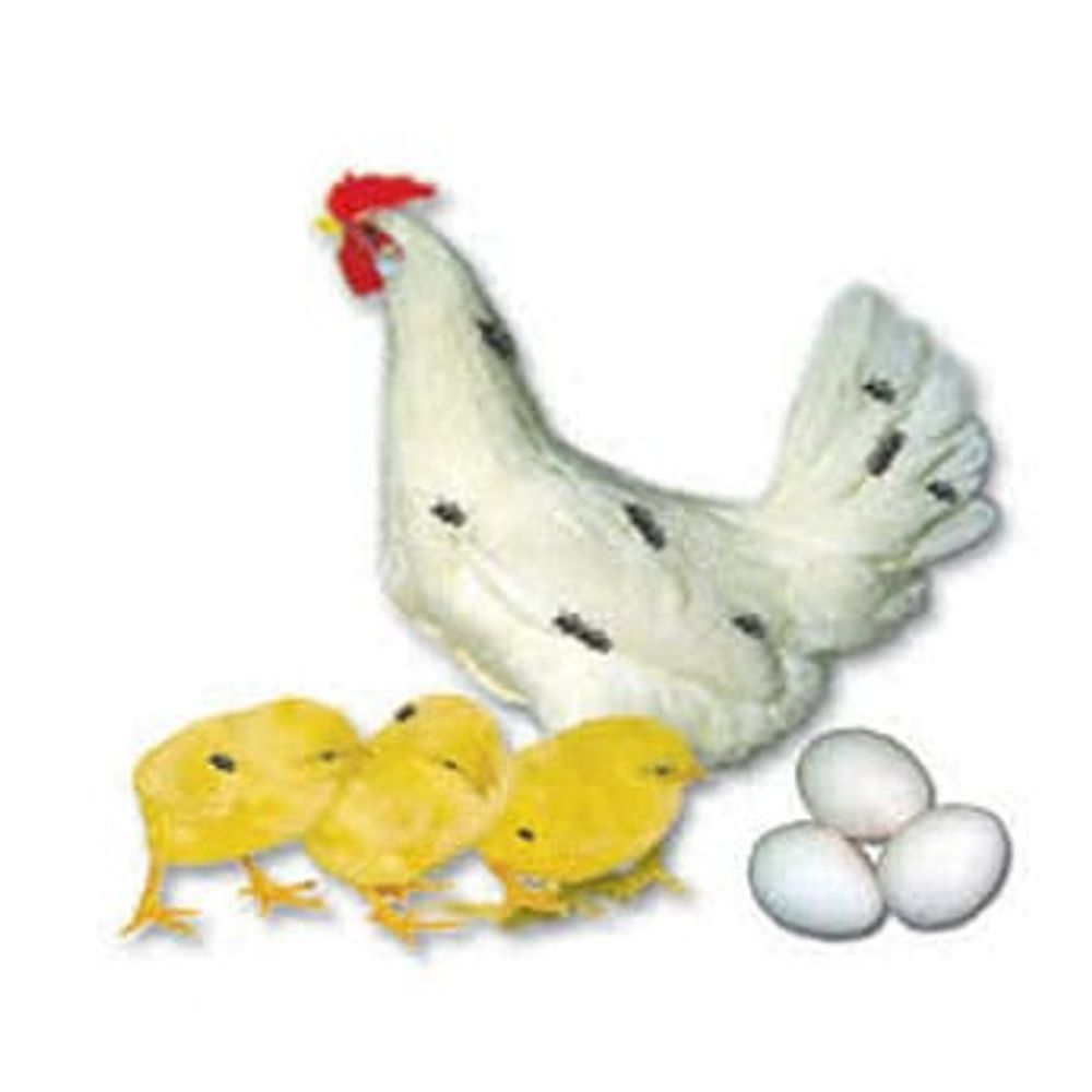 California White Leghorn Pullet