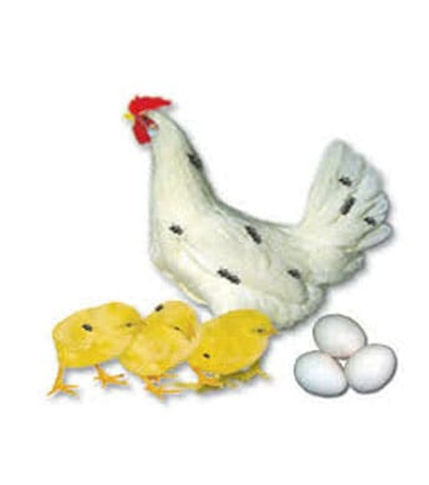 California White Leghorn Pullet