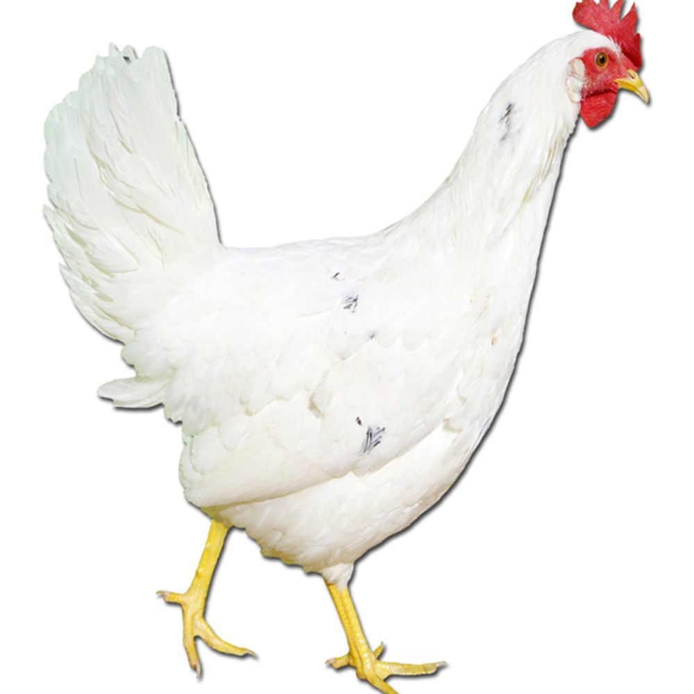 California White Leghorn Pullet