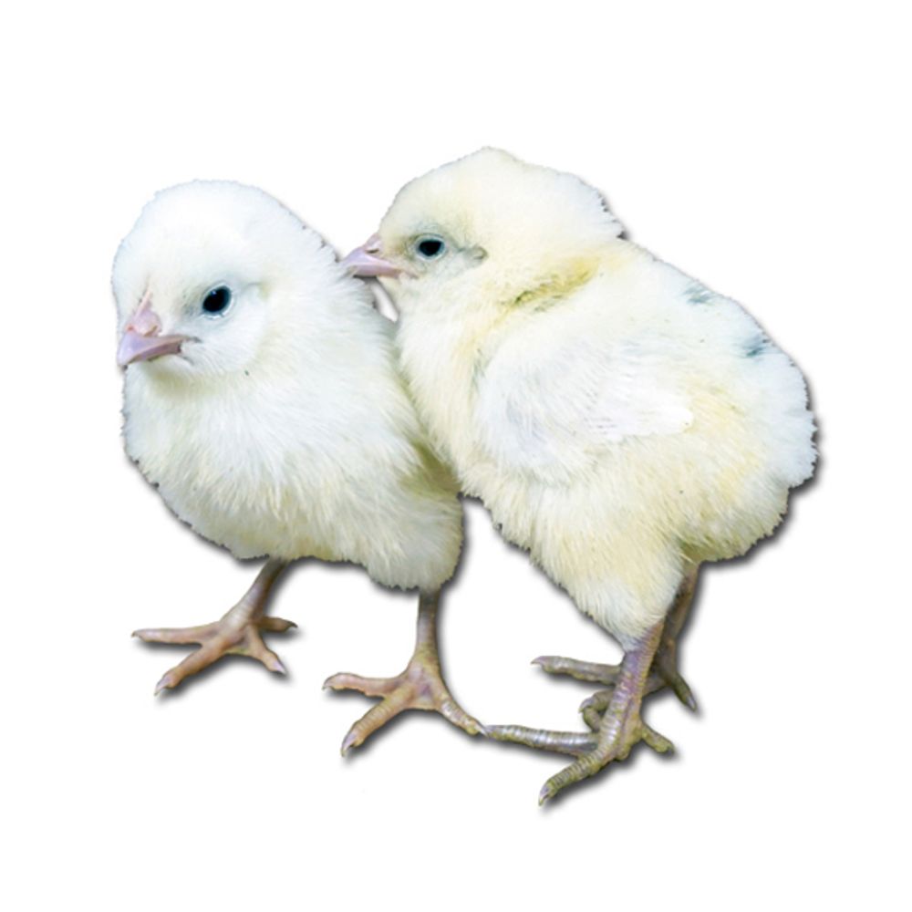 California White Leghorn Pullet