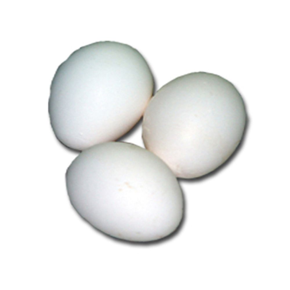California White Leghorn Pullet