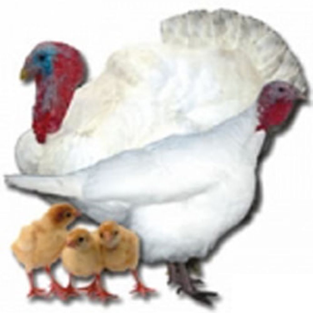 Broad Breasted White Turkey Straight Run