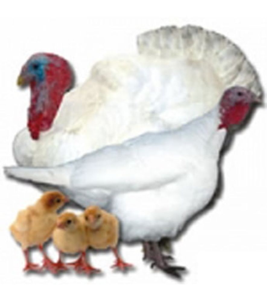 Broad Breasted White Turkey Straight Run