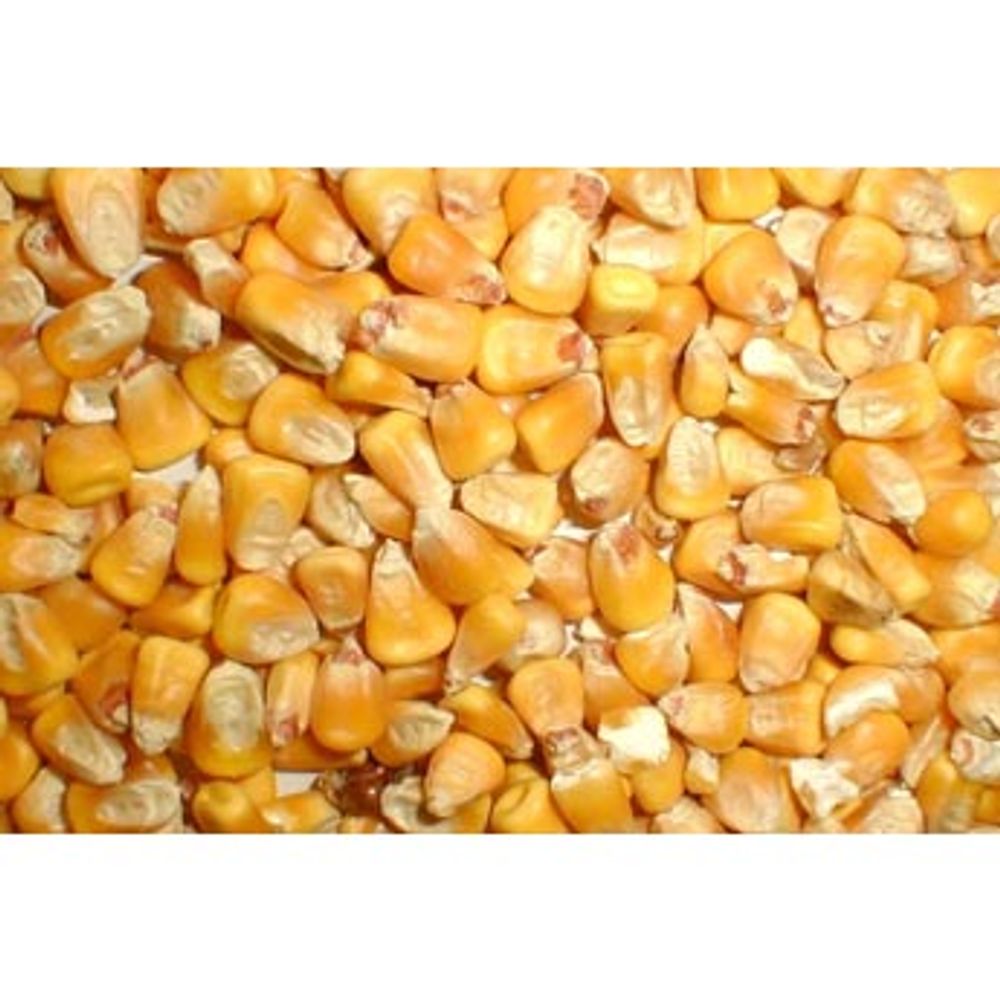 Grainland Select, Whole Corn, 50 lb