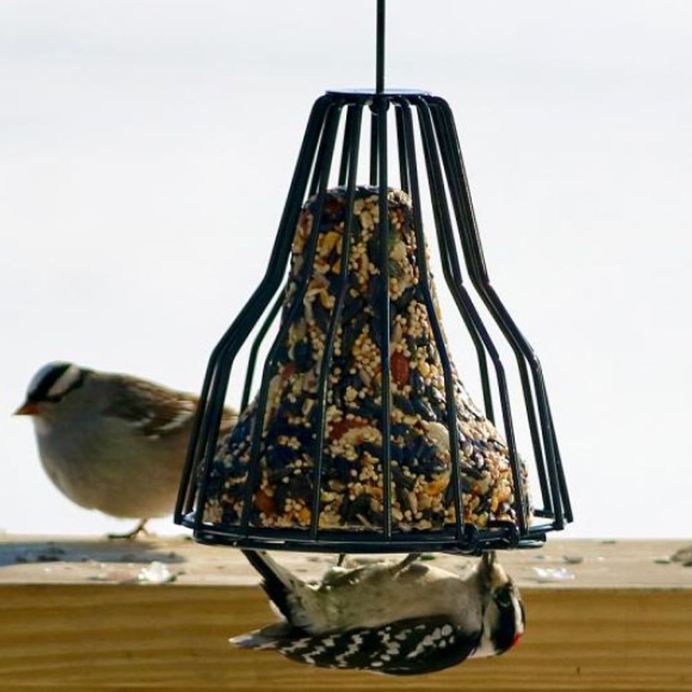 Songbird Essentials, Birdie Bell 
