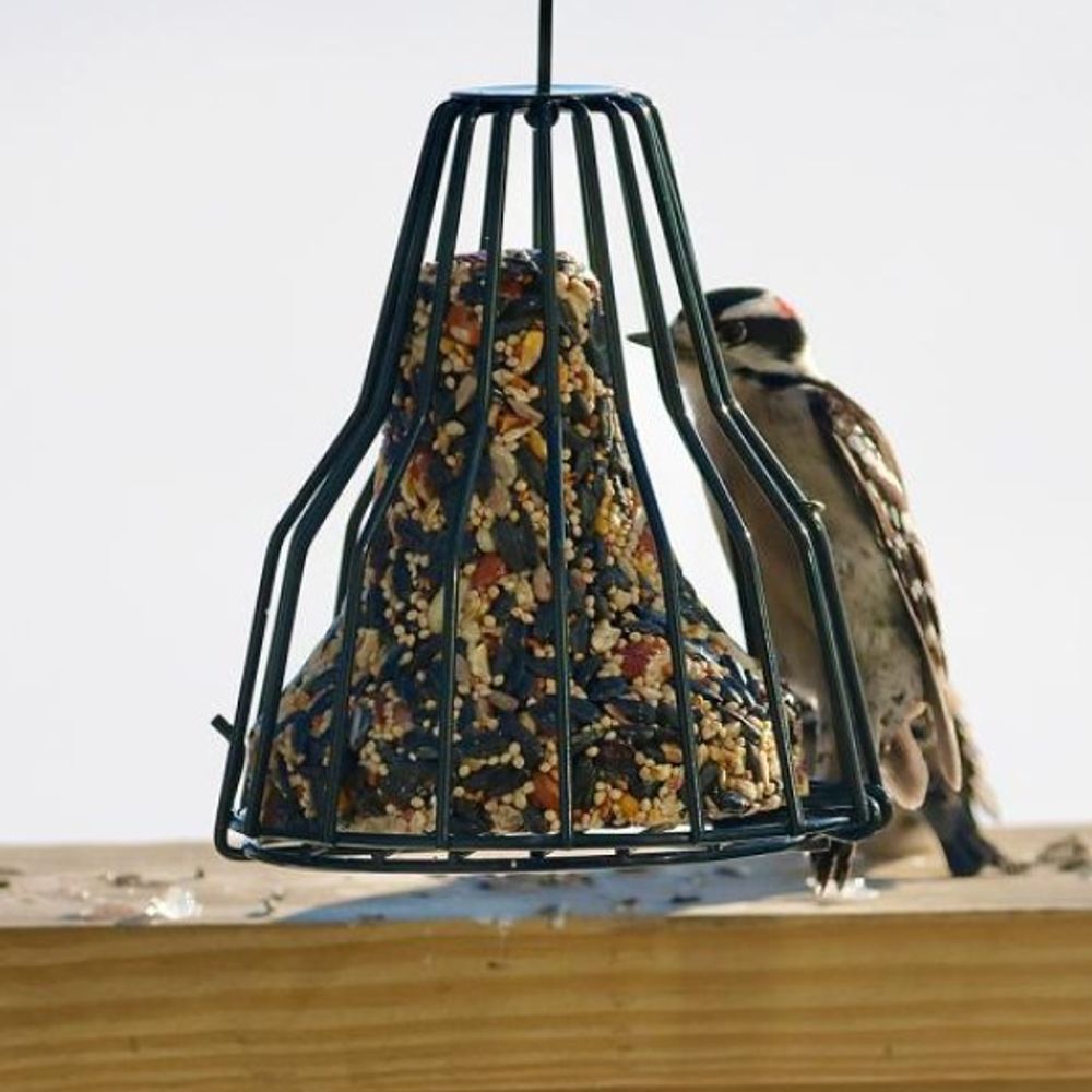 Songbird Essentials, Birdie Bell 