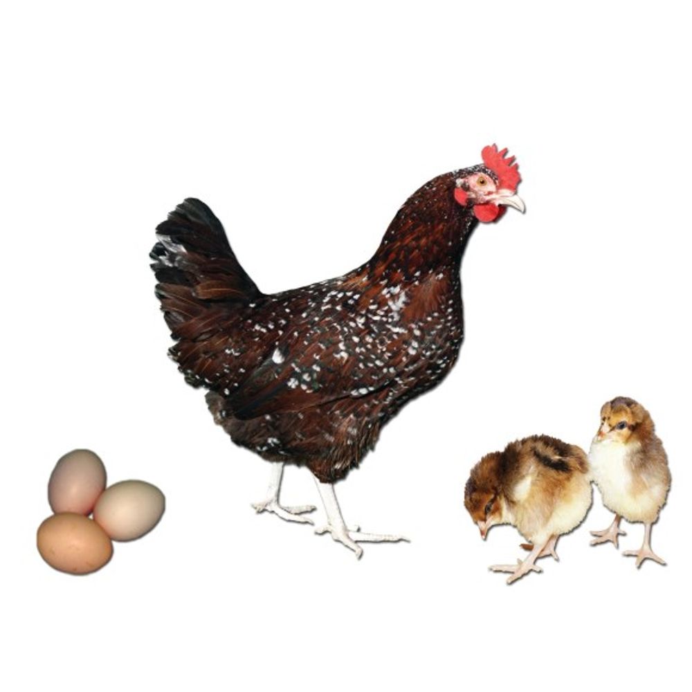 Speckled Sussex Pullet
