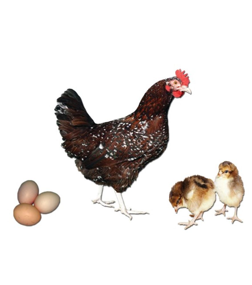 Speckled Sussex Pullet