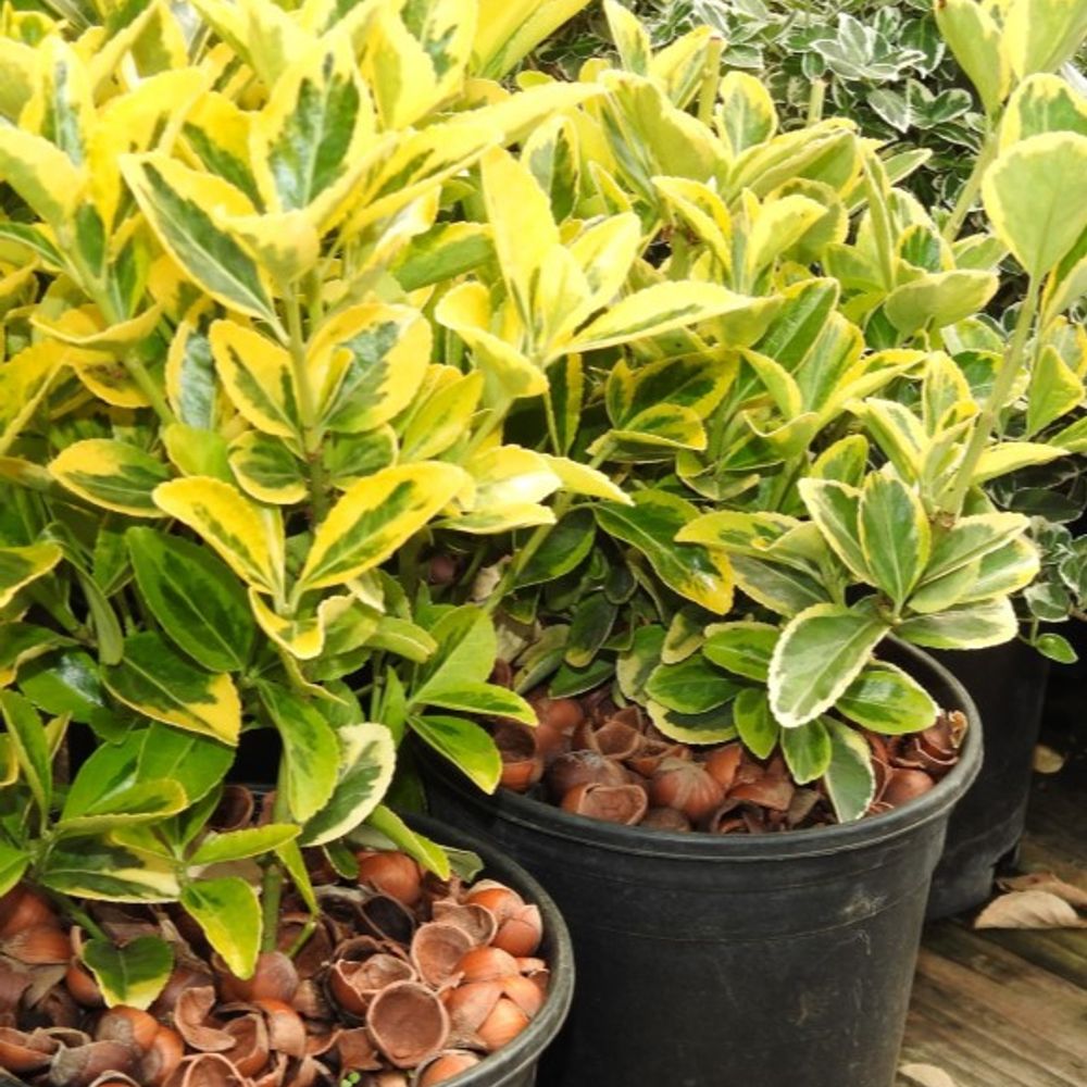 KP'S Harvest Time, Hazelnut Shell Mulch, 1.5 cu ft